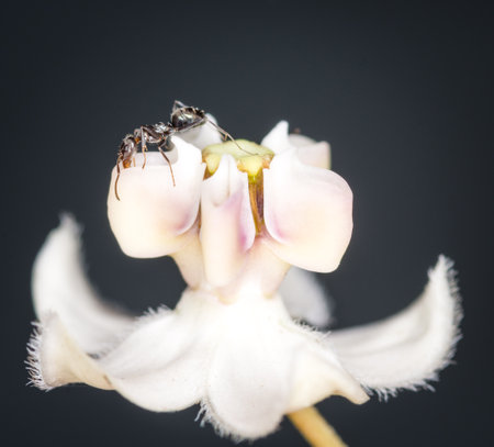 Ants collecting nectar from a swan plant flowerの写真素材