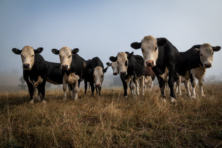 white face dairy cross beef cattle in dry brown paddock during drought