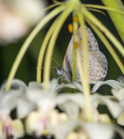 Close up of Common grass blue butterfly