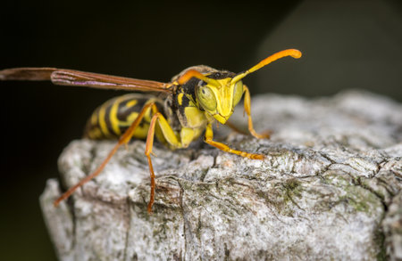 Close up of a paper wasp on an old wooden postの写真素材