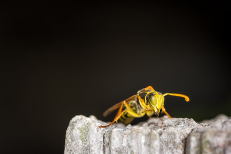 Close up of a paper wasp on an old wooden postの写真素材