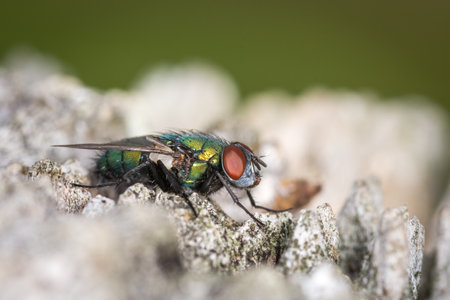 close up of a blow fly against out of focus backgroundの写真素材