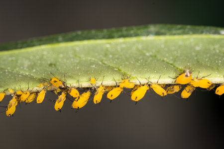 Infestation of aphids on garden plantの写真素材