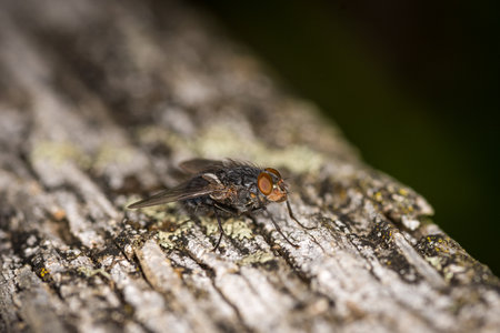 close up of a blow fly against out of focus background