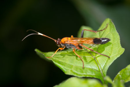 Closeup of Orange Ichneumonid wasp on a leafの写真素材