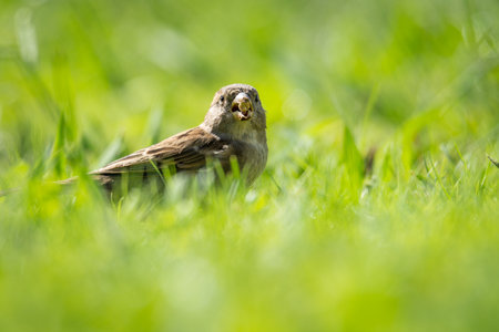 Close up of common house sparrow foraging in green grass
