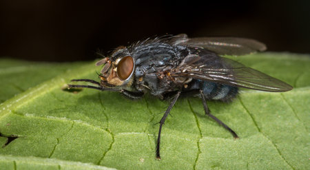 close up of a blow fly against out of focus background
