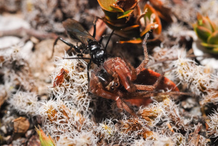 New Zealand black hunting wasp with a spider it has caughtの写真素材