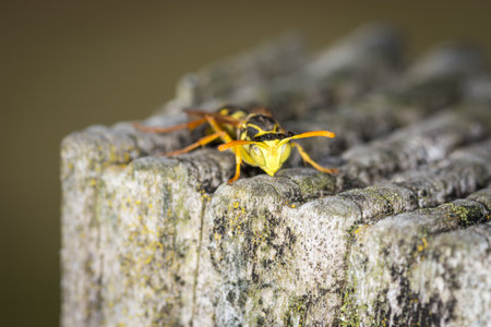 Close up of a paper wasp on an old wooden postの写真素材