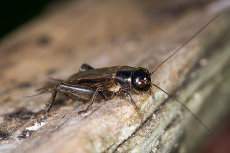 Closeup of a black field cricket on a wooden post