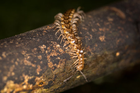 Close up of a native new zealand centipede on a mossy logの写真素材