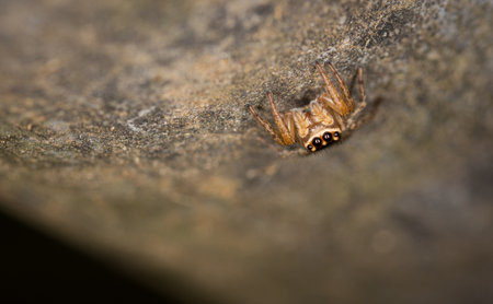 Close up macro photo of white banded house jumping spider