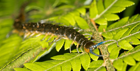 Close up of a native new zealand centipede on a green ponga fern