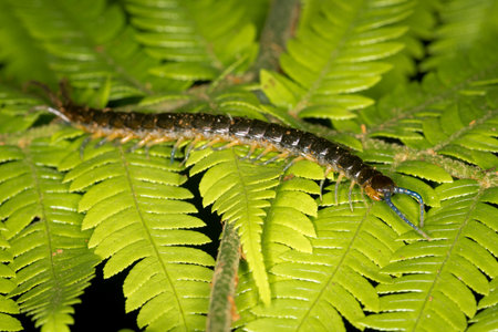 Close up of a native new zealand centipede on a green ponga fern