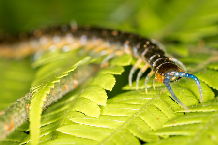 Close up of a native new zealand centipede on a green ponga fernの写真素材