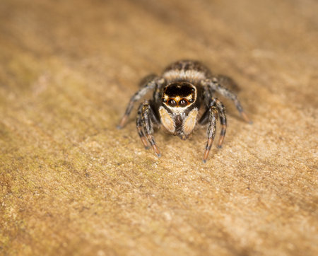 Close up macro photo of white banded house jumping spider
