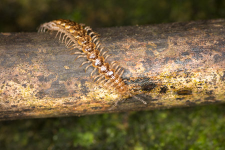 Close up of a native new zealand centipede on a mossy logの写真素材