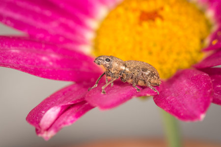Close up of a Weevil on garden plant