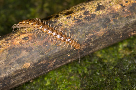 Close up of a native new zealand centipede on a mossy logの写真素材