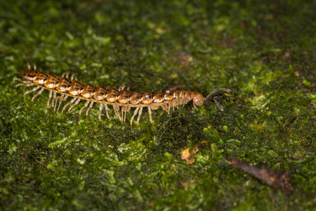 Close up of a native new zealand centipede on a mossy log