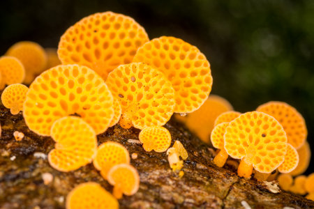Close up of orange pore fungus growing on rotting logの写真素材