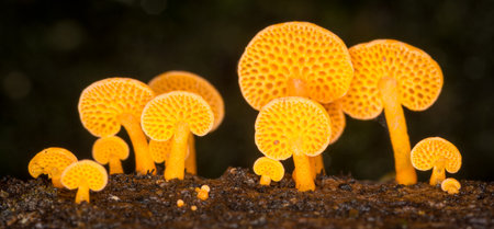 Close up of orange pore fungus growing on rotting logの写真素材