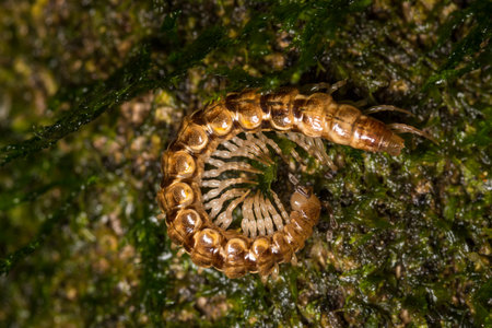 Close up of a native new zealand centipede on a mossy logの写真素材