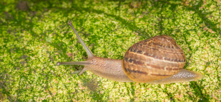Close up of a Snail slithering along a leafの写真素材
