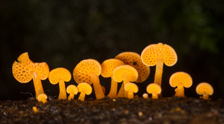 Close up of orange pore fungus growing on rotting logの写真素材