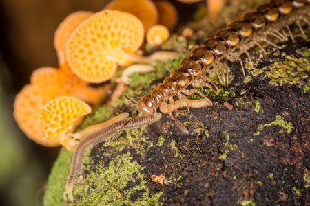Close up of centipede and orange pore fungus growing on rotting log