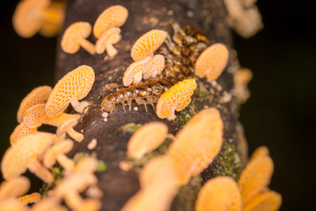 Close up of centipede and orange pore fungus growing on rotting logの写真素材