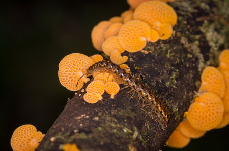 Close up of centipede and orange pore fungus growing on rotting log