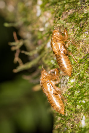 Close up of cicada shells on a tree after shedding