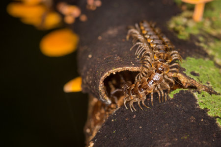 Close up of centipede and orange pore fungus growing on rotting log