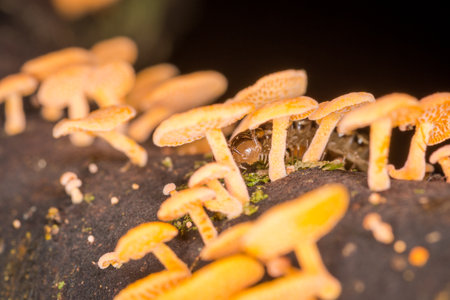 Close up of centipede and orange pore fungus growing on rotting logの写真素材