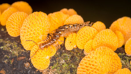 Close up of centipede and orange pore fungus growing on rotting logの写真素材