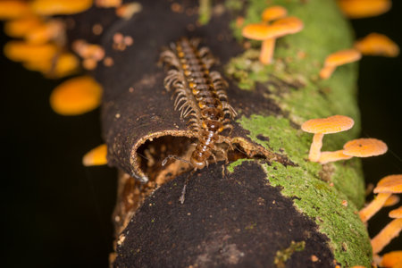 Close up of centipede and orange pore fungus growing on rotting logの写真素材