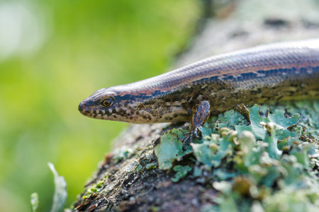 New Zealand striped skink resting on a rock