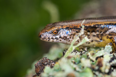 New Zealand striped skink resting on colorful background