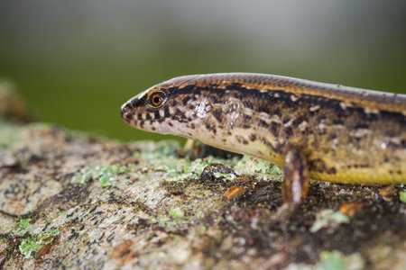 New Zealand striped skink resting on a rock