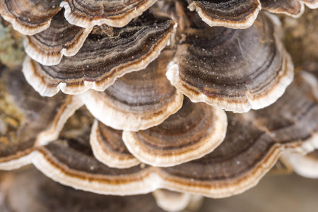 cluster of Turkey tail mushroomsの写真素材