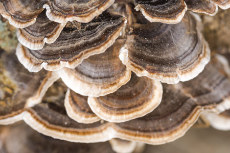 cluster of Turkey tail mushroomsの写真素材