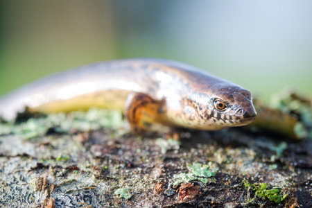 New Zealand striped skink resting on a tree trunkの写真素材