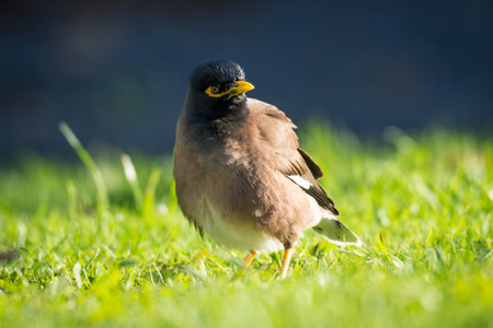 Close up of common Mynah birdの写真素材