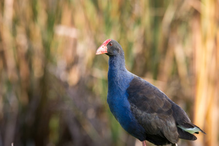 Close up of Pukeko or purple swamphen wading in lake margins among reedsの写真素材