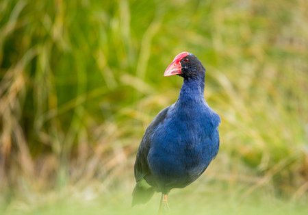 Close up of Pukeko or purple swamphen wading in lake margins among reedsの写真素材