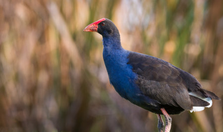 Close up of Pukeko or purple swamphen wading in lake margins among reedsの写真素材