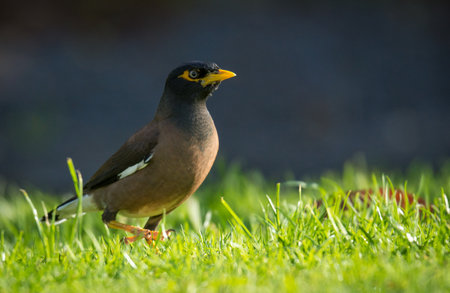 Close up of common Mynah birdの写真素材