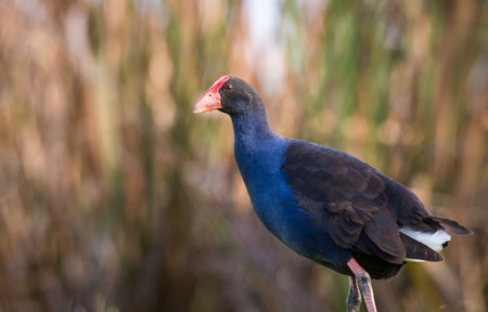 Close up of Pukeko or purple swamphen wading in lake margins among reedsの写真素材