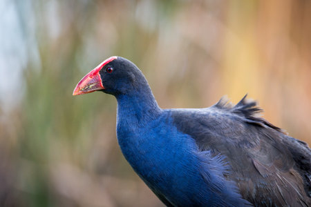 Close up of Pukeko or purple swamphen wading in lake margins among reedsの写真素材